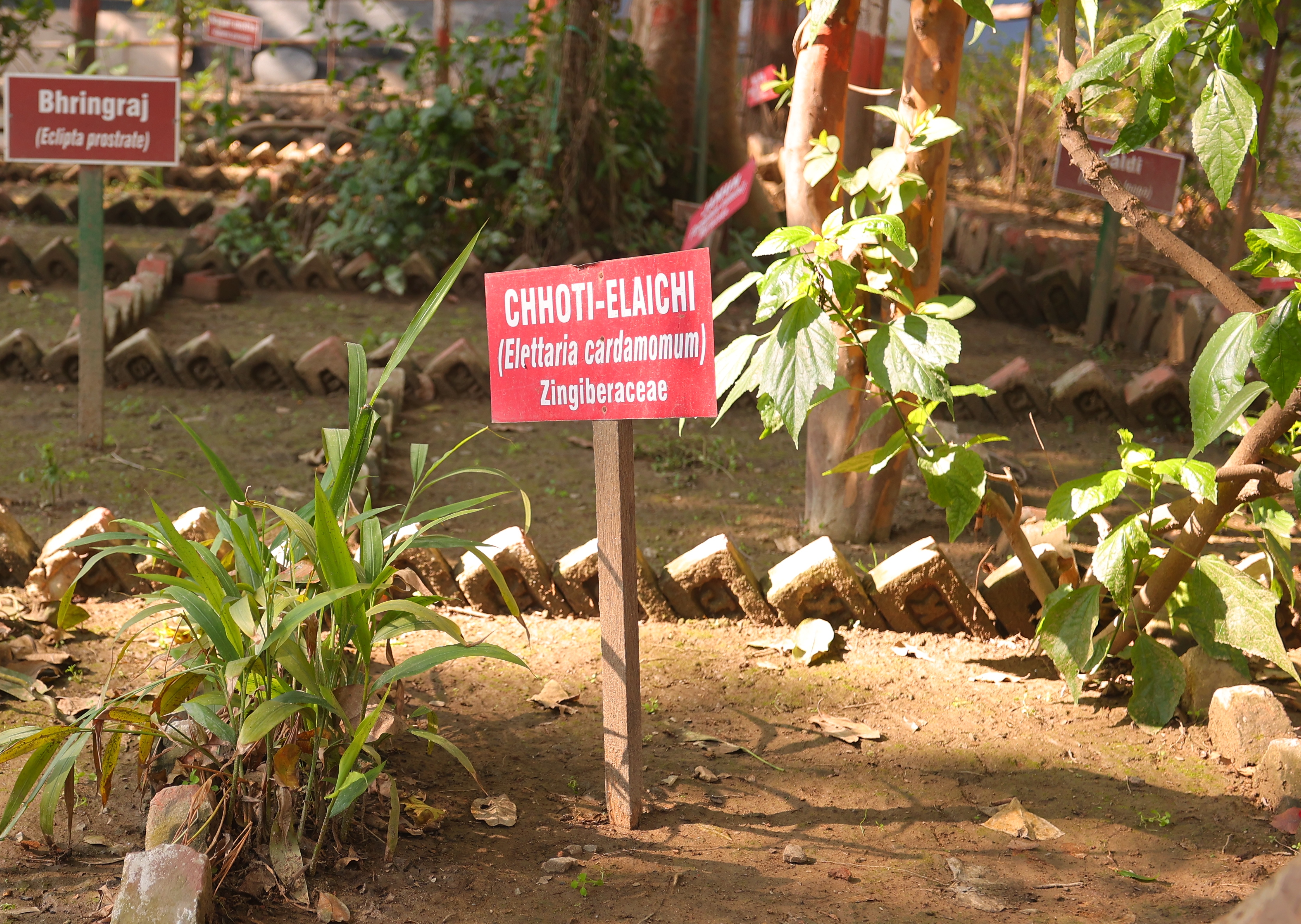 Herbal Garden